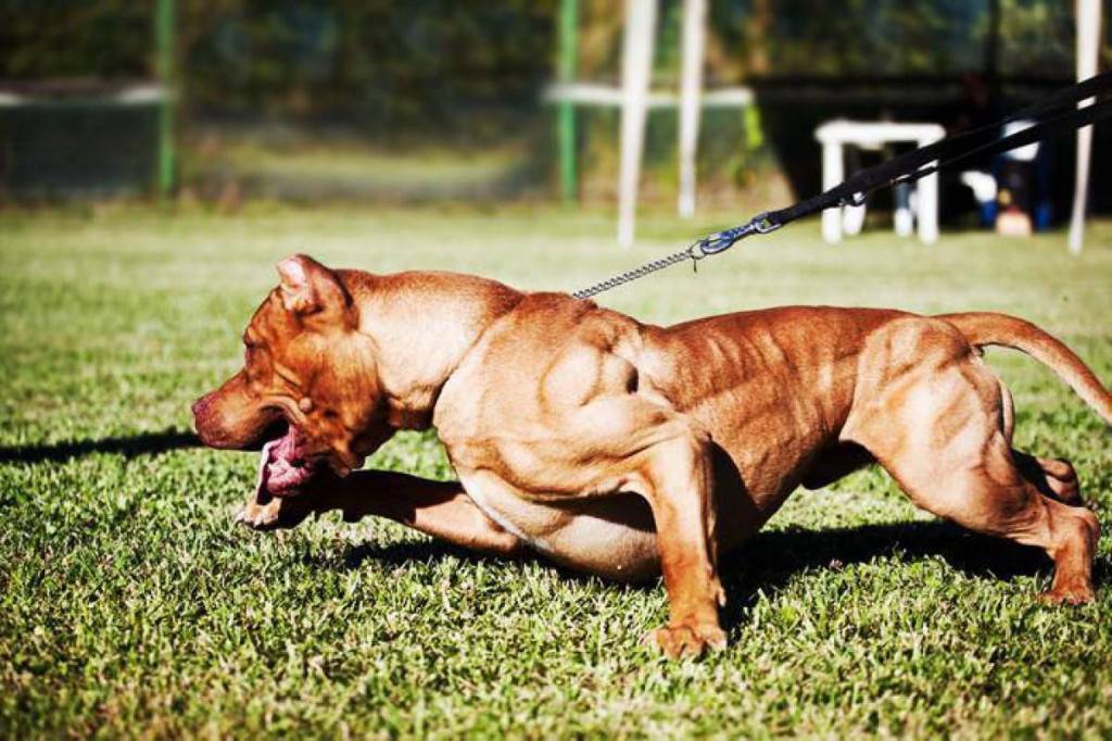Топ-10 самых сильных собак в мире: по боям, самый сильный укус