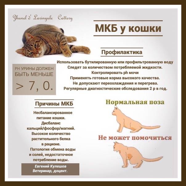 Сухой корм при мкб — мочекаменной болезни у кошек