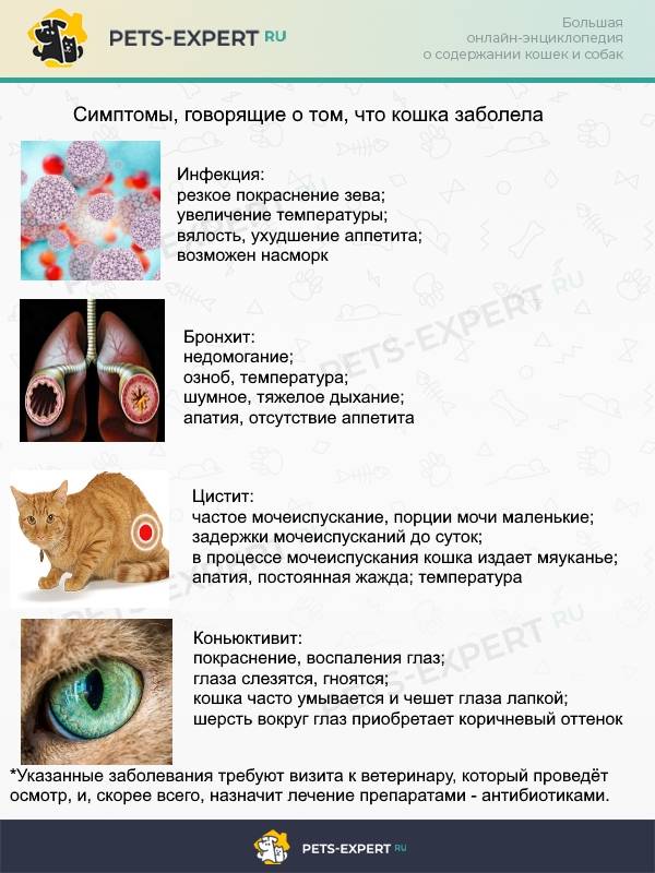 Опухоль молочной железы у кошки - признаки, диагностика, лечение