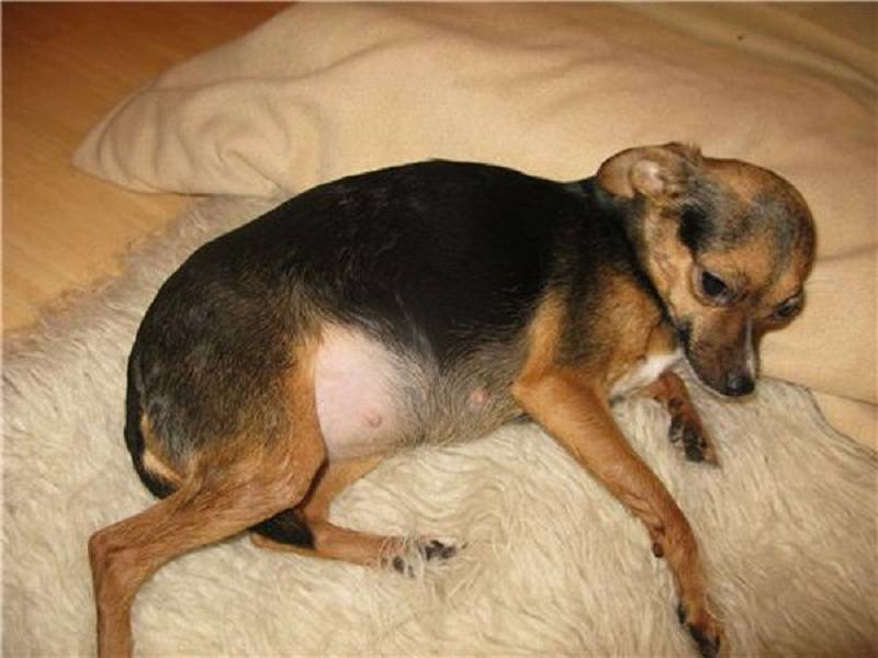 Первая беременность у собаки - 105 фото беременности, видео приема щенков и протекание беременности