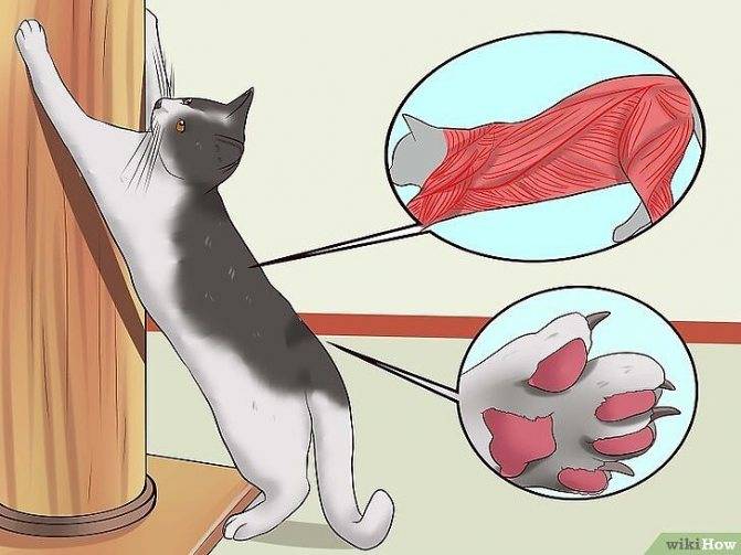 Как отучить кота драть обои?