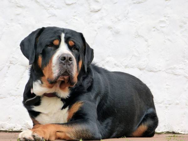 Энтлебухер зенненхунд: все о собаке, фото, описание породы, характер, цена