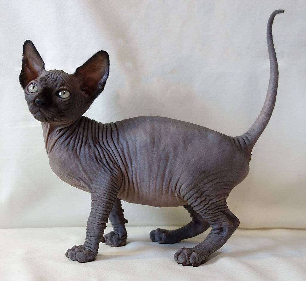 Донской сфинкс: фото, описание породы кошек, отзывы, характер и уход