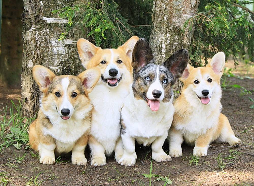 Вельш-корги флаффи: фото собак, описание разновидностей, черты характера, отличия от стандарта, правила содержания и питания