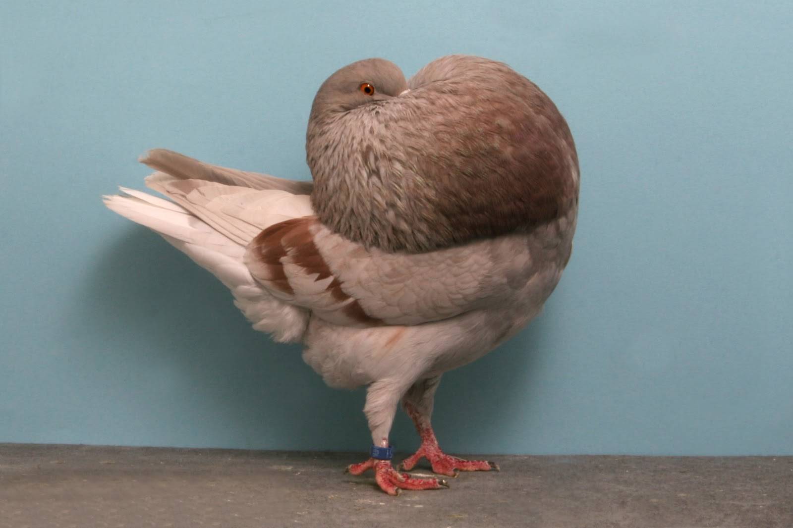 Топ-10 декоративных голубей