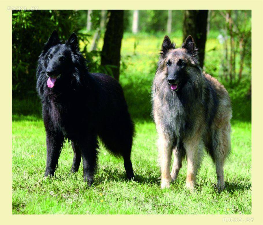 Бельгийская овчарка: все о собаке, фото, описание породы, характер, цена