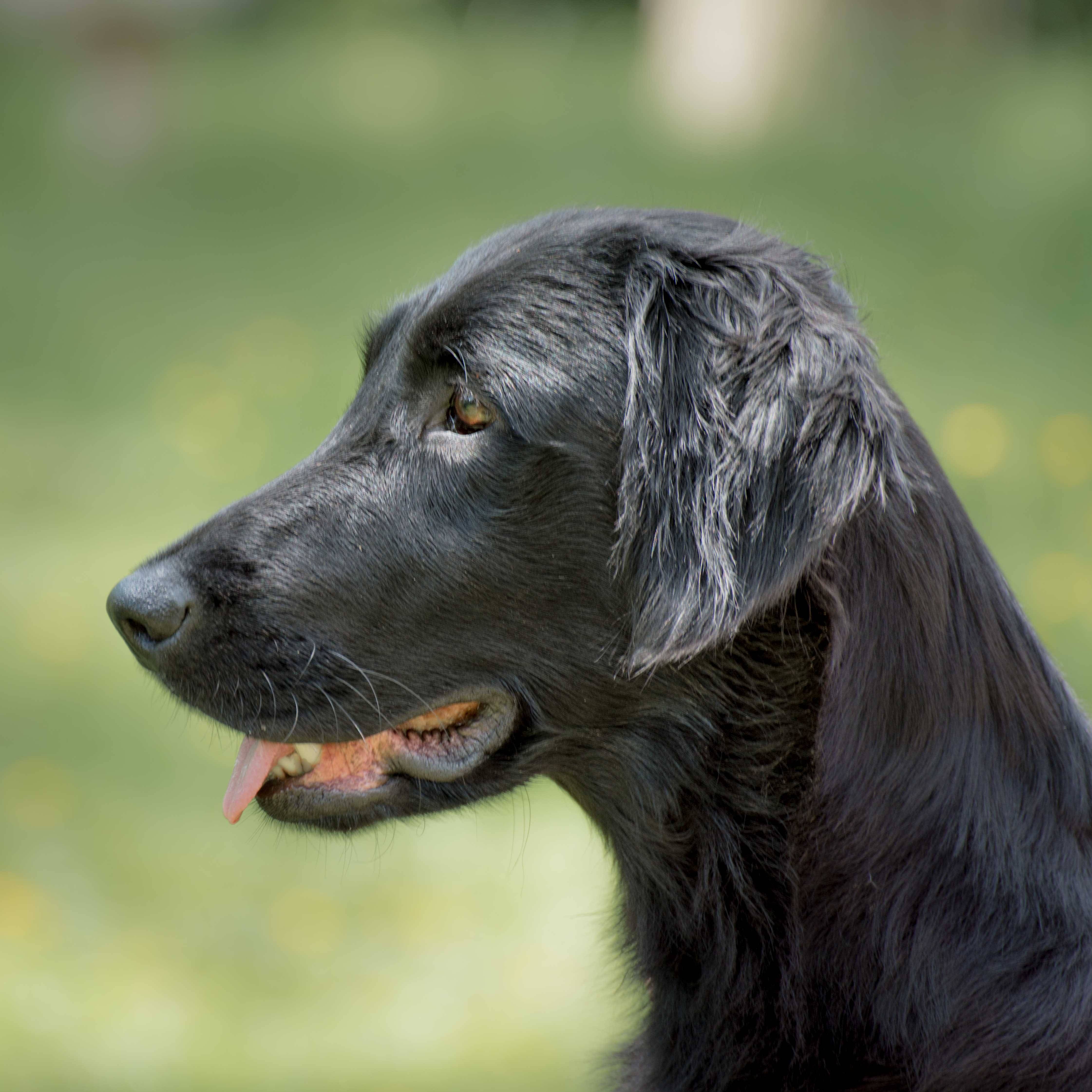 Лабрадор-ретривер: все о собаке, фото, описание породы, характер, цена