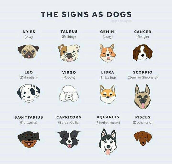 Хаски или алабай: какая ты собака по знаку зодиака?