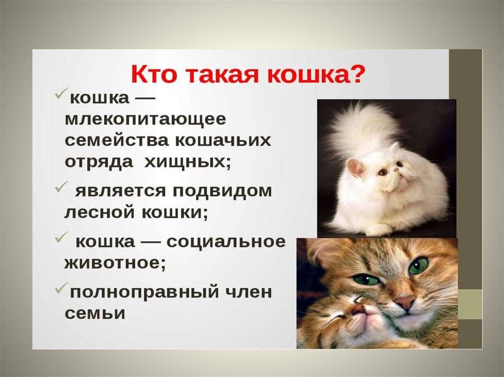 Особенности поведения кошек.