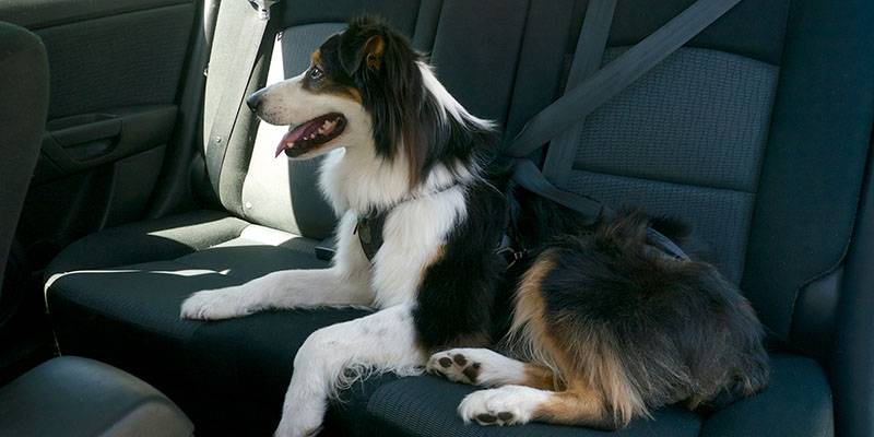 Собаку укачивает в машине: что делать
