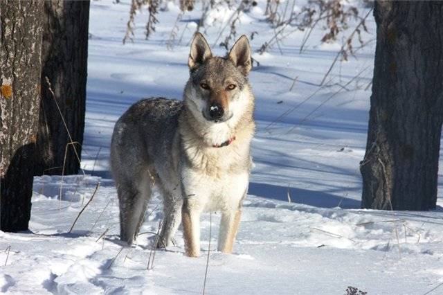 Чехословацкий влчак или волчья собака фото, купить волчака в москве, цена овчарки