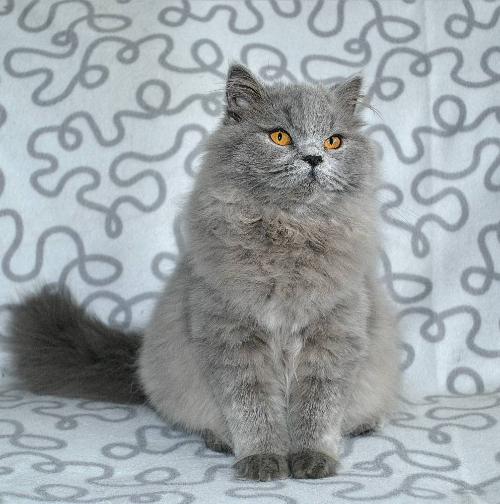 Британская длинношерстная кошка (41 фото): описание пушистых котов британцев, особенности характера котят британской породы