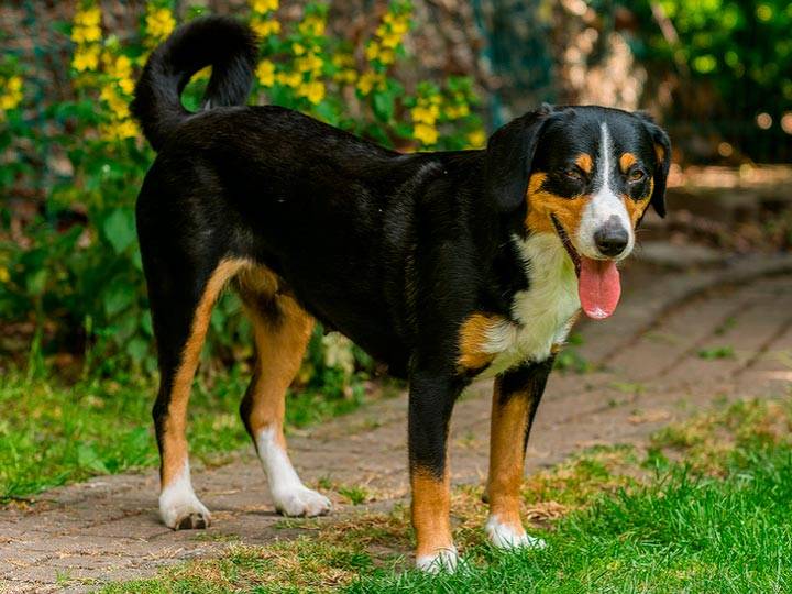 Подробнейший обзор породы собак: энтлебухер зенненхунд