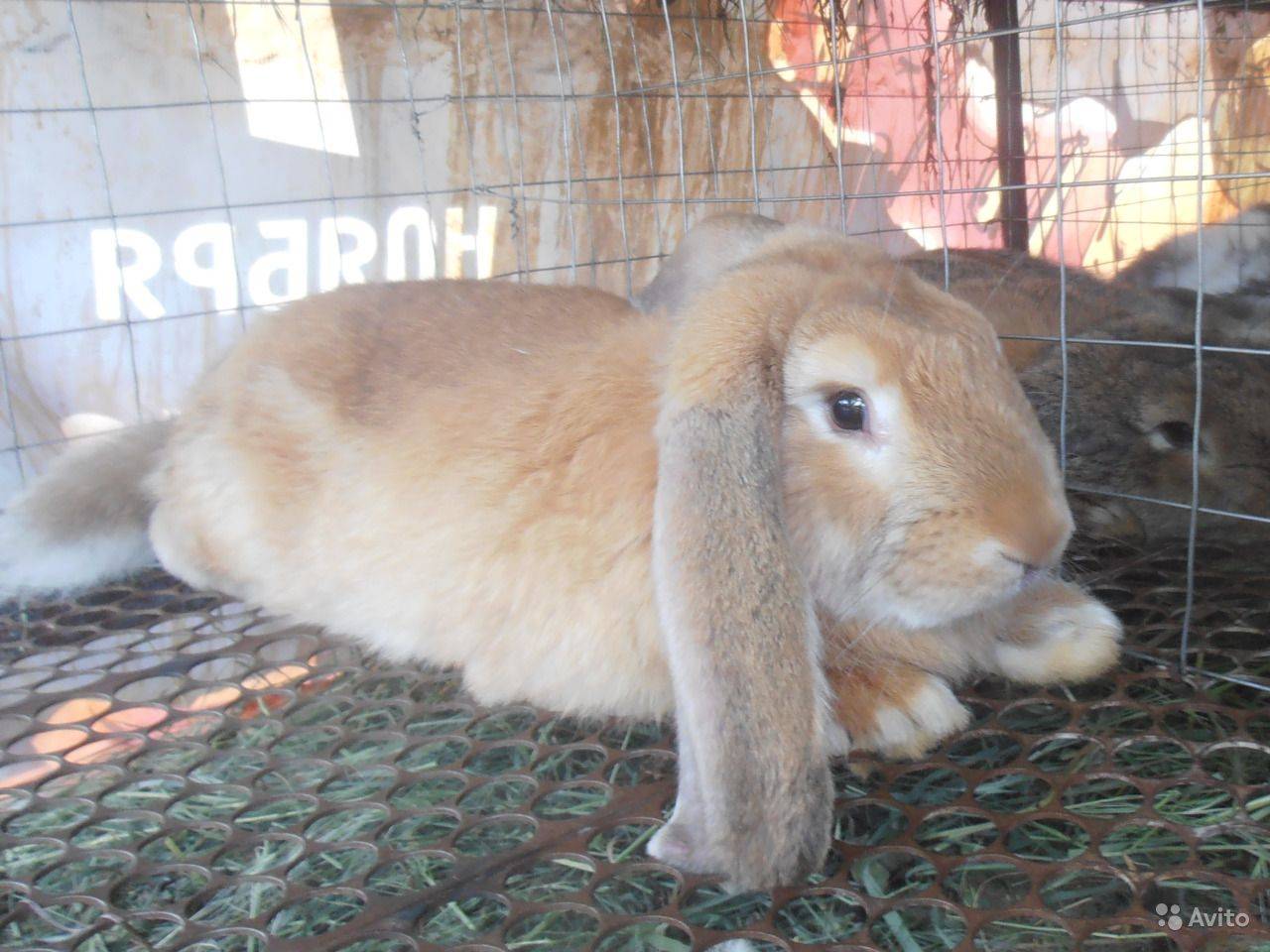 Кролики породы баран - разновидности и особенности содержания