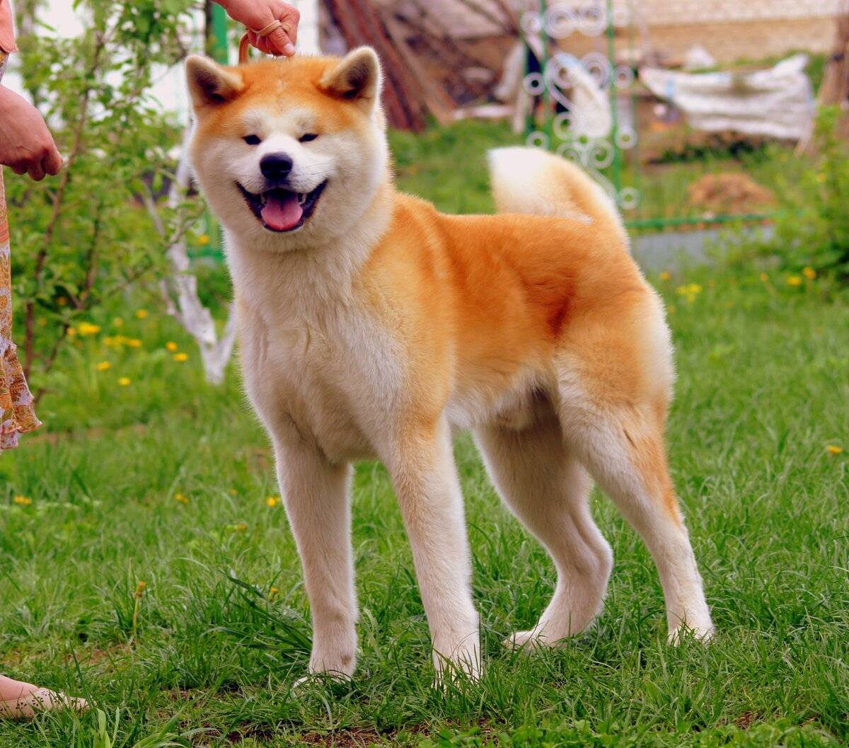 Японские породы собак с фотографиями