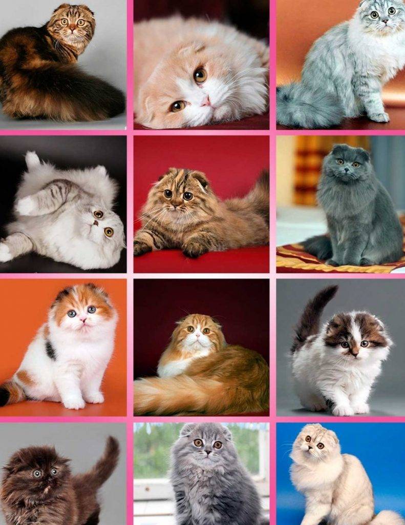 Хайленд фолд: кошки и коты
