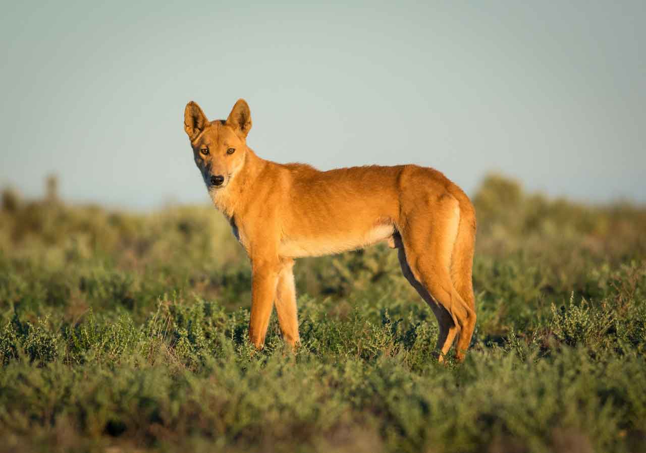 Собака динго: фото австралийской дикой породы, описание и места обитания животного