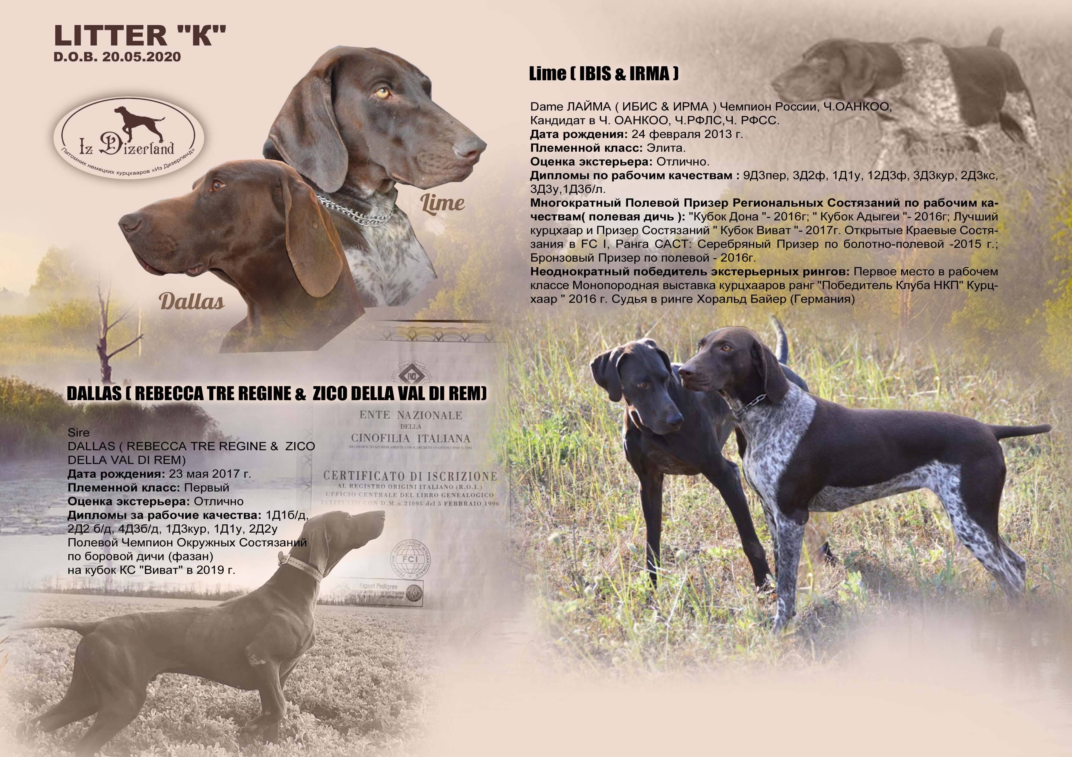 Список всех легавых собак: обзор русских, английских и немецких пород