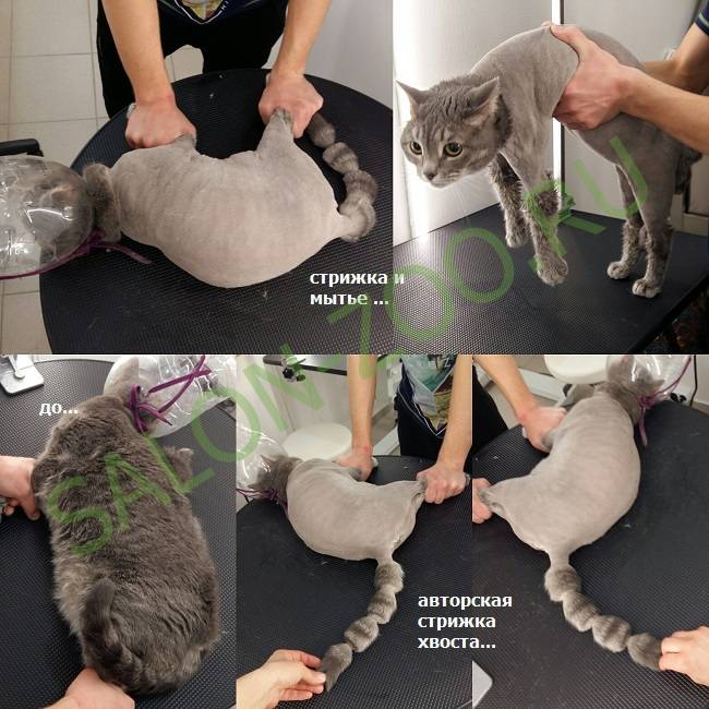 Стрижка кошек и котов: описание процесса, примеры стрижек