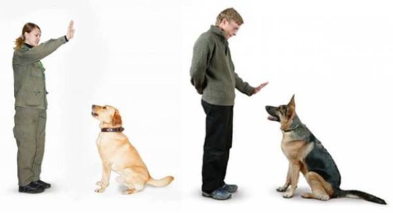 Собаки-поводыри - породы собак-проводников для слепых, подготовка и дрессировка, список центров - dogtricks.ru