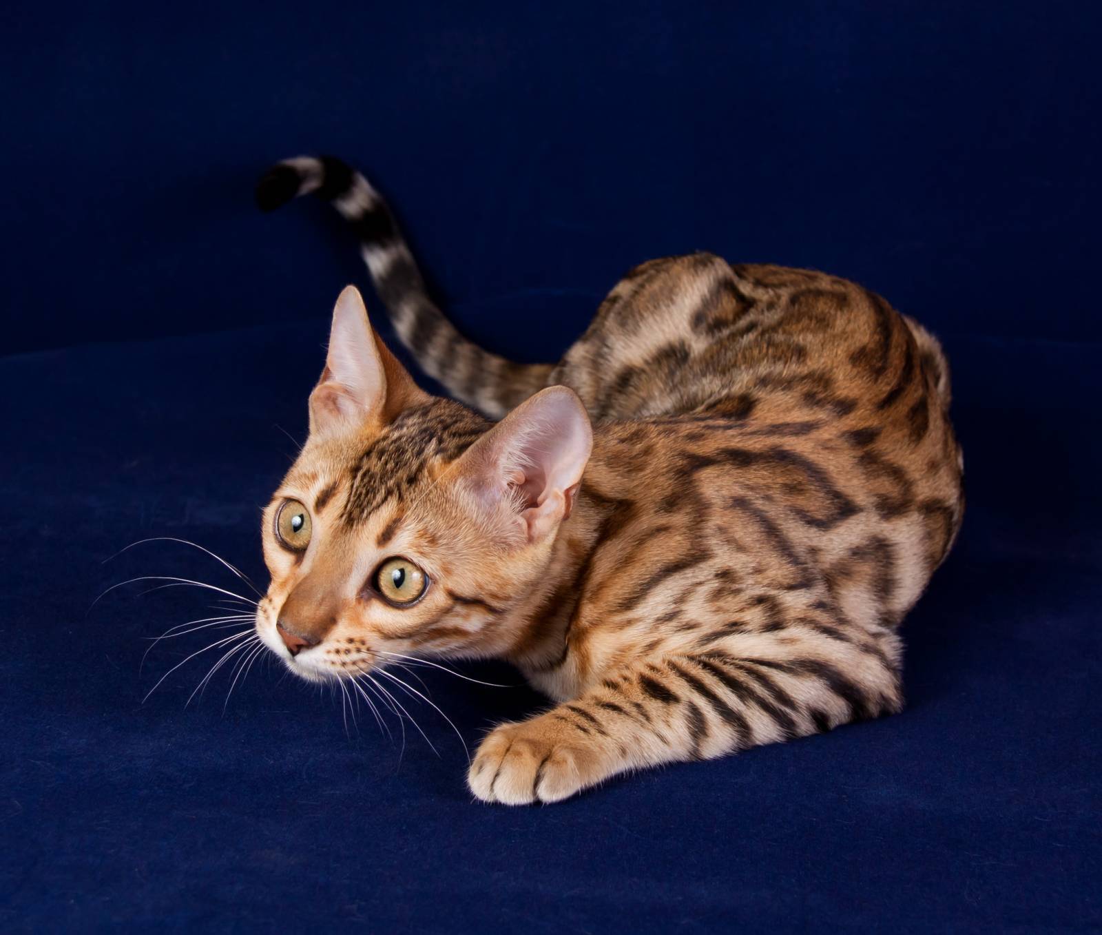 Бенгальская кошка: история возникновения, особенности молодой домашней породы