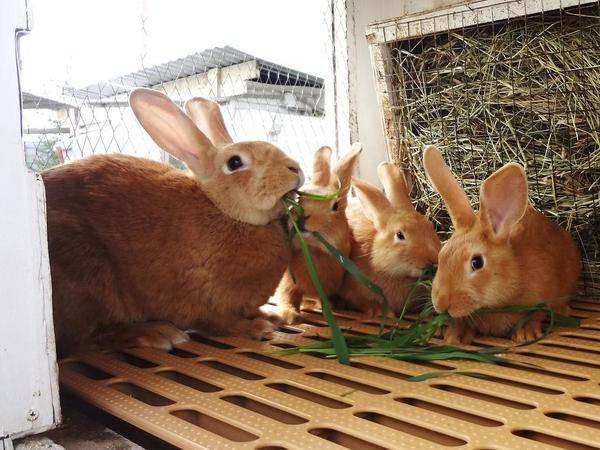 Бургундский кролик — описание породы и особенности содержания