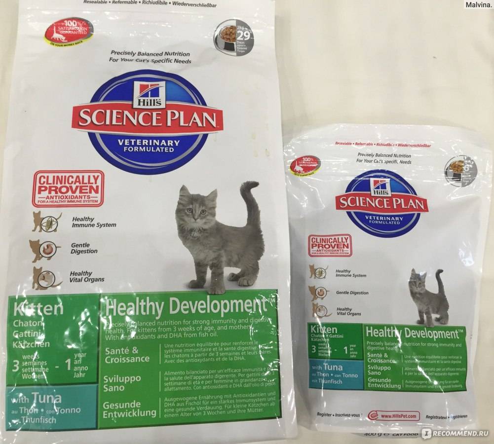 Особенности питания и кормов для беременных и кормящих кошек | hill's pet