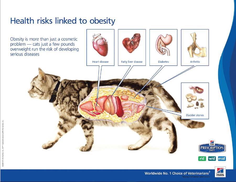 Ожирение у кошек: причины и методы ее устранения