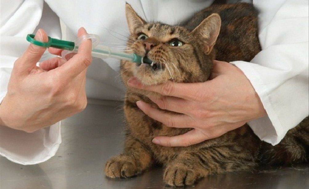5 советов как дать кошке таблетку или лекарство (видео)