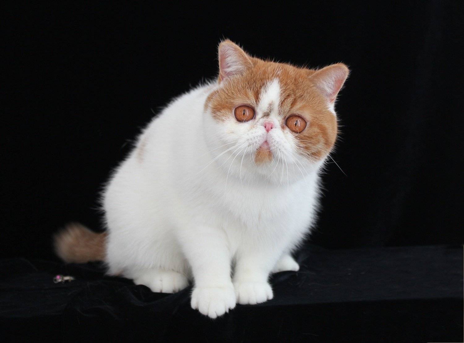Экзотическая кошка (84 фото): описание короткошерстных и длинношерстных котов породы экзот, характер котят. особенности ухода