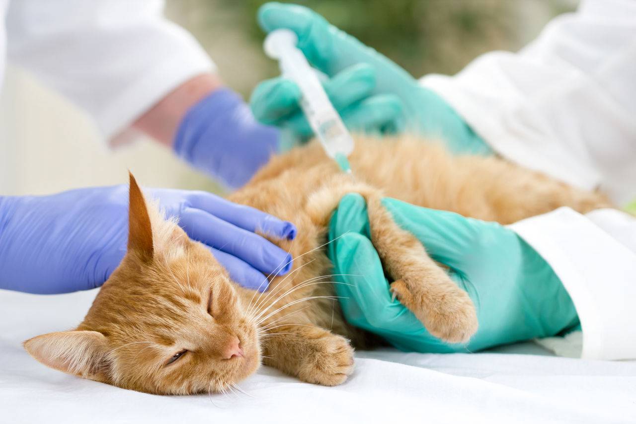 Сахарный диабет у кошек: симптомы, лечение, питание и корма