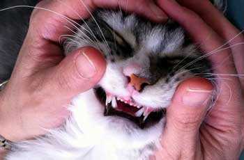 У кошки выпадают зубы