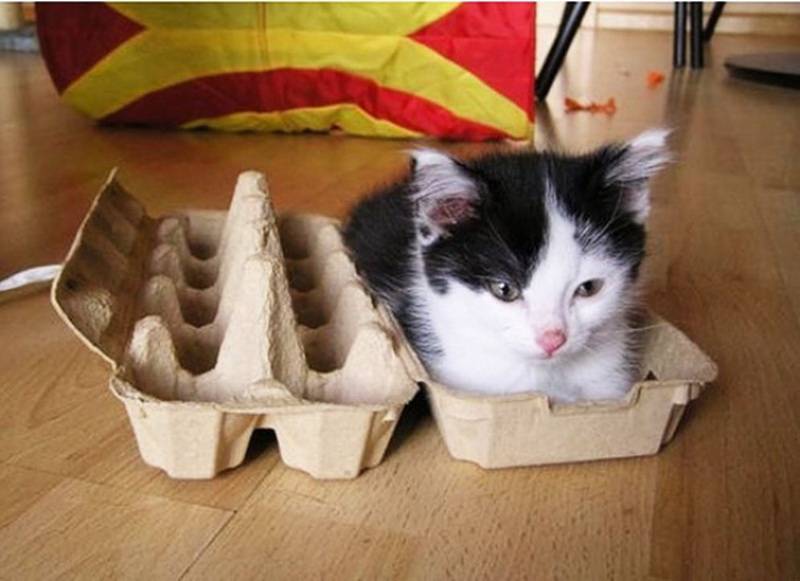 Учёные рассказали, почему коты так сильно любят коробки