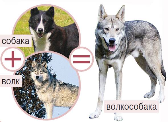 Чем волк отличается от собаки по характеру. волк и собака. изучение предков помогает лучше понять потомков. какие существуют признаки, отличающие волка от собаки