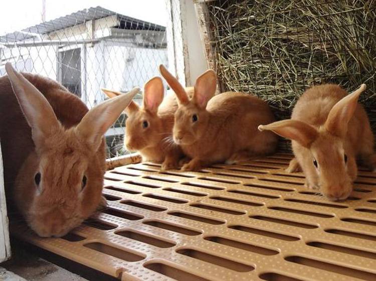 Кролики бургундской породы: описание и особенности содержания