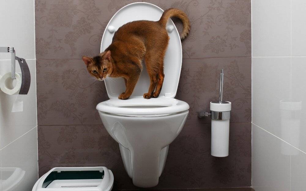 Как котенка приучить к туалету: быстро и просто