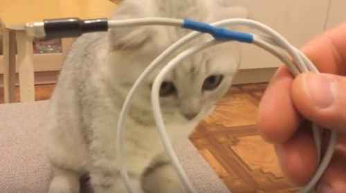 Как отучить кошку грызть провода.