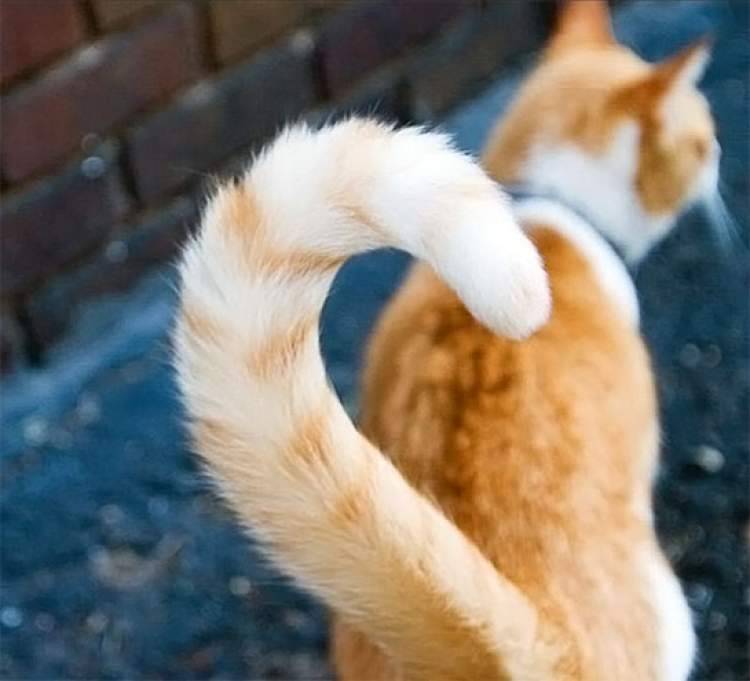 Почему кошки пинаются задними лапами