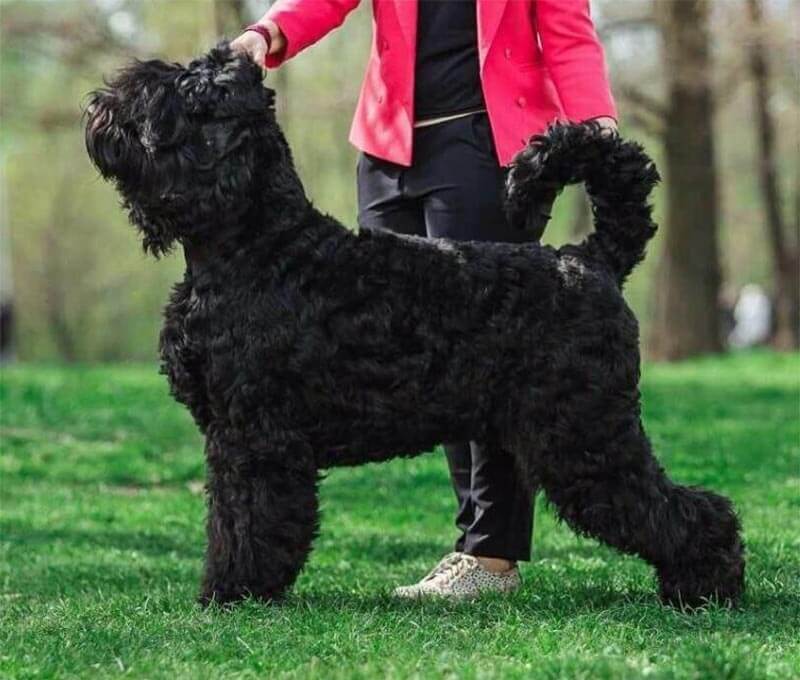 Русский черный терьер собака. описание, особенности, уход и цена породы | sobakagav.ru