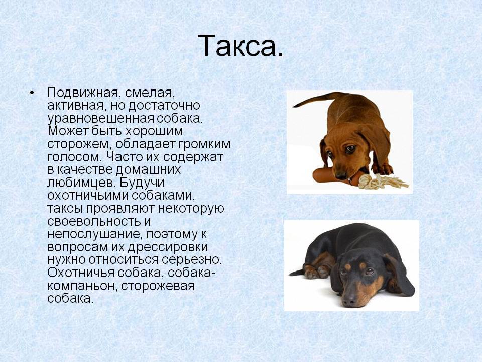 Такса (собака): описание породы и характера