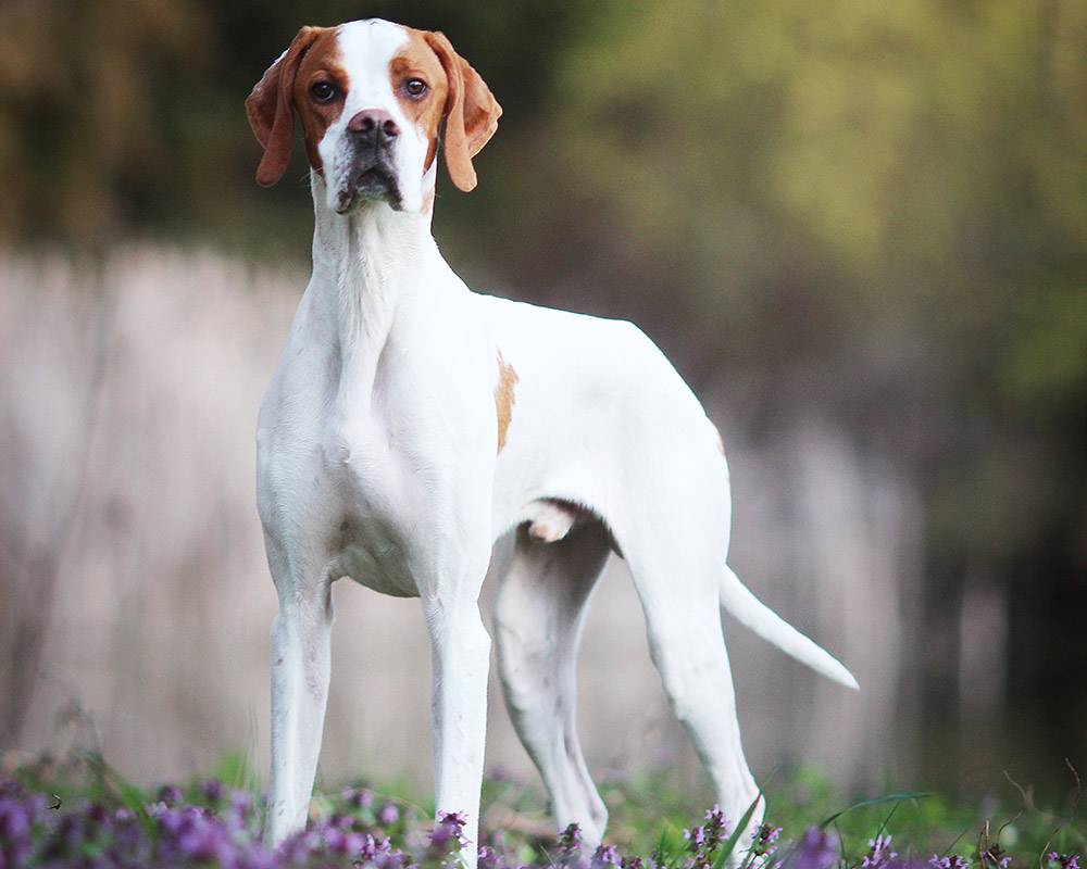 Английский пойнтер — одна из лучших охотничьих пород собак