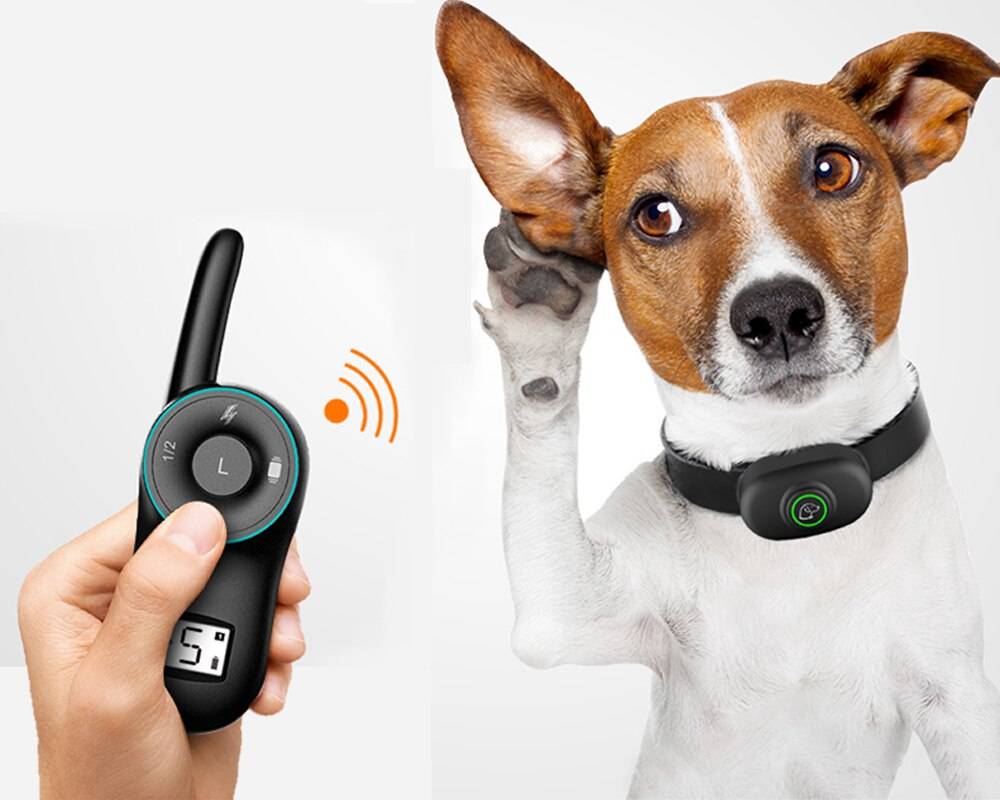 Ошейник для собак с электрошоком — назначение, правила использования