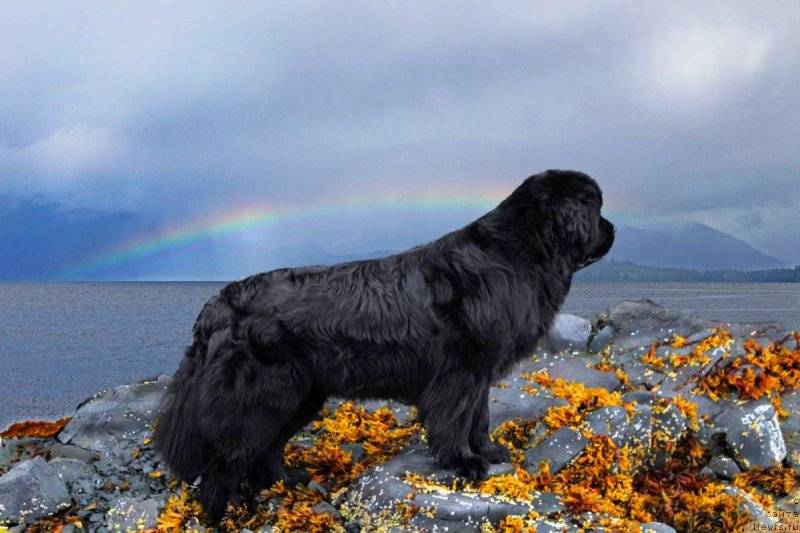 Ньюфаундленд (водолаз): описание породы собак, выбор щенка и цены