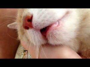Котенок часто дышит ртом: почему так происходит? - животный мир - медиаплатформа миртесен