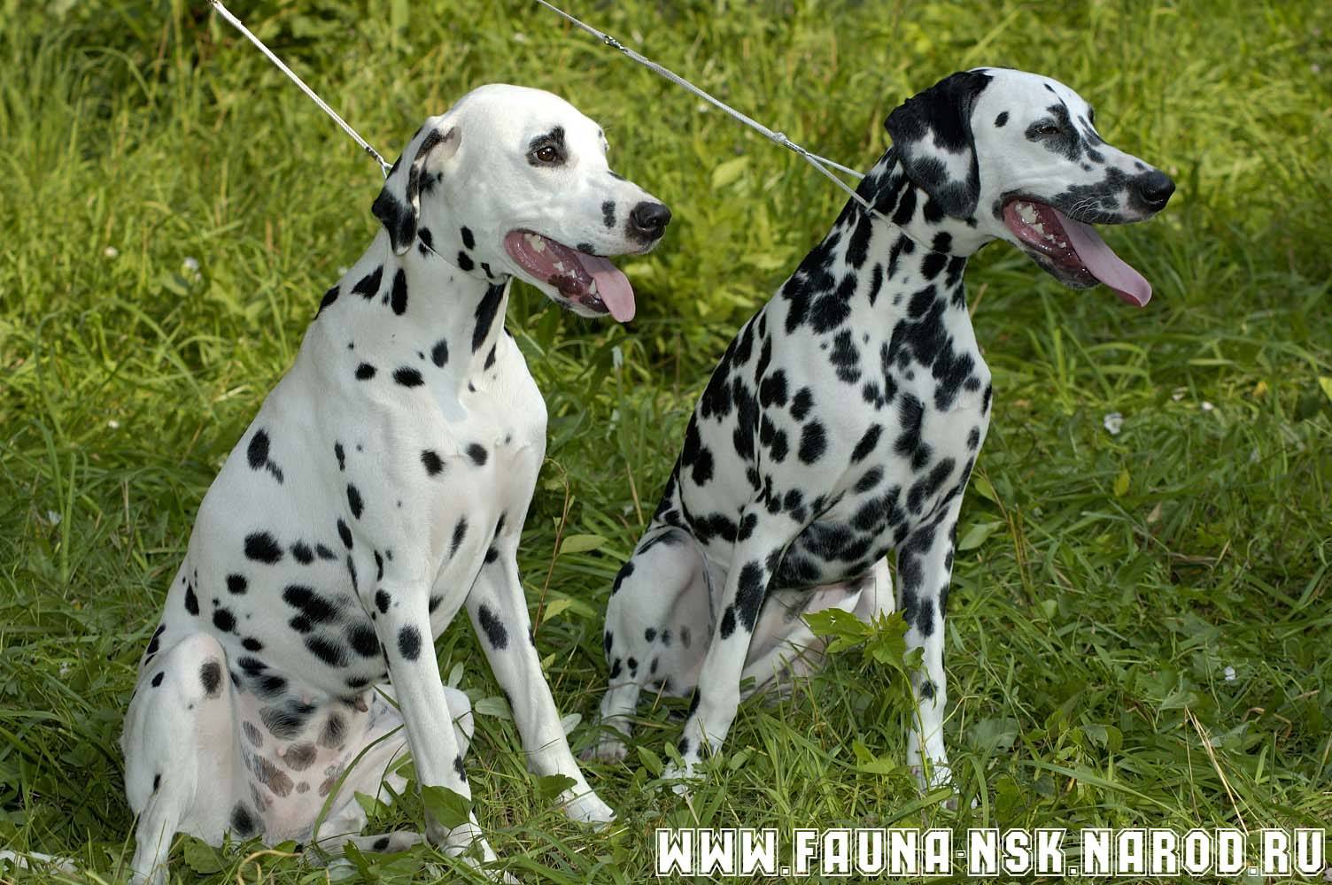 Порода собак далматинец: происхождение, здоровье, болезни, уход | блог ветклиники "беланта"