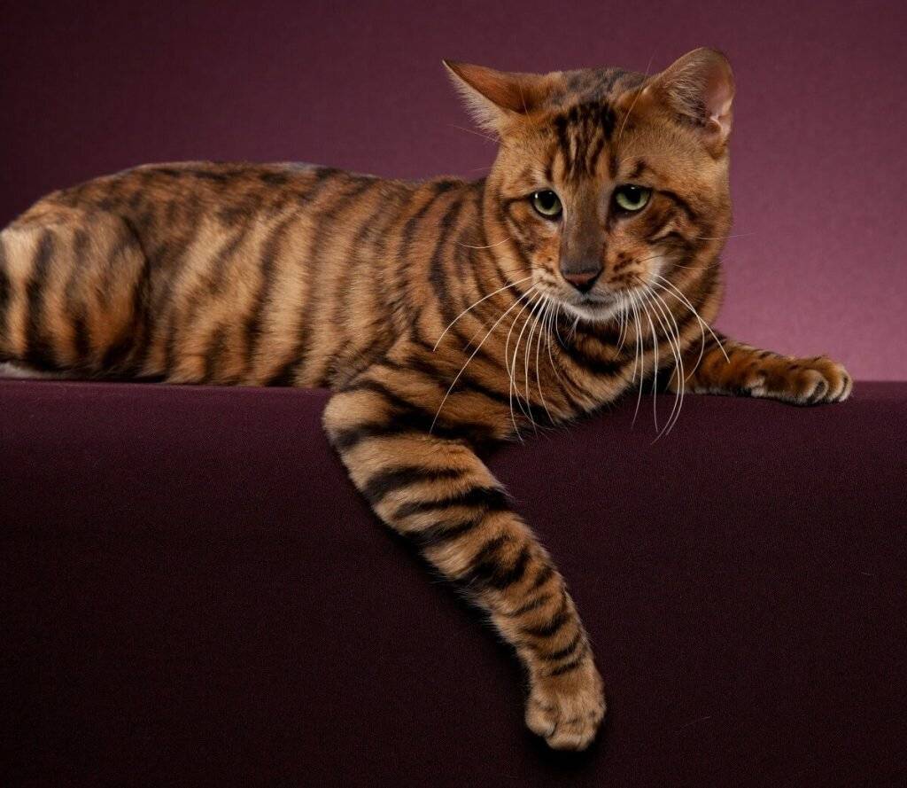 Топ-10 самых красивых пород кошек в мире на фото