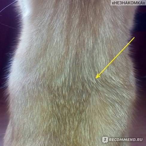 Как измерить рост кошки?