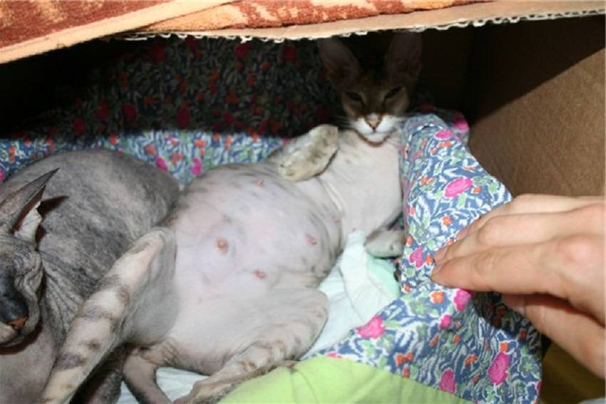 Ветеринарный врач про течку у кошек: как успокоить