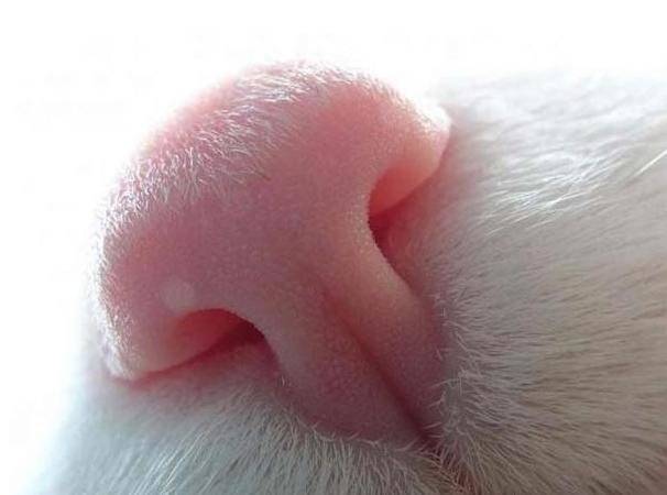 Какой должен быть нос у здоровой кошки