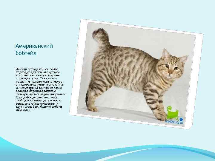 Описание и образ жизни кошек породы американский бобтейл